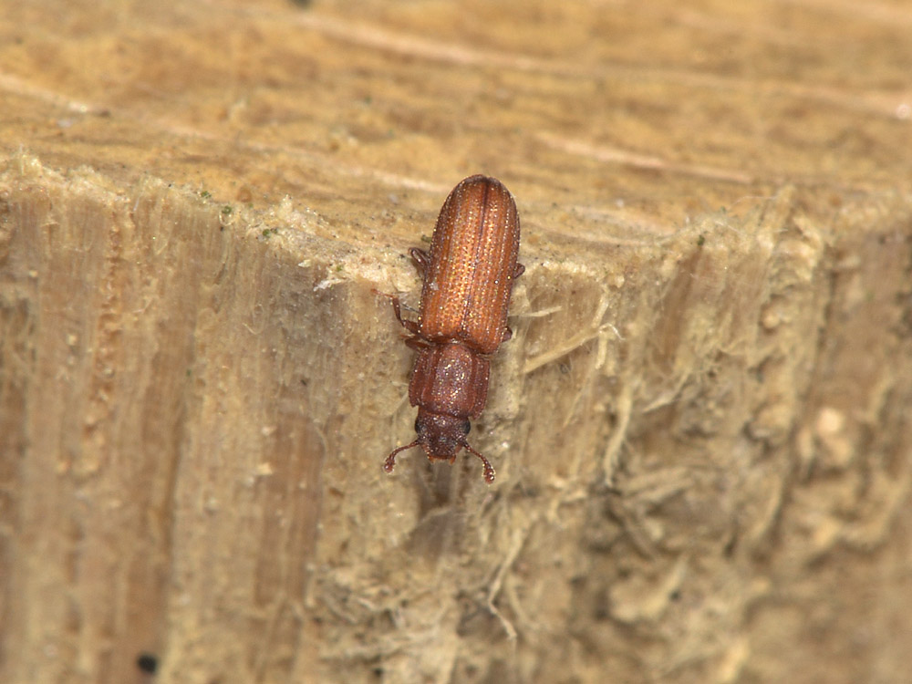 Bitoma crenata pallida?